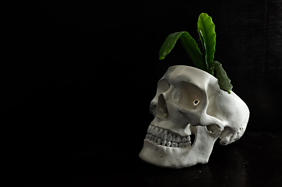 Weisser Knochenschädel vor schwarzem Hintergrund, aus dem eine Grünpflanze wächst